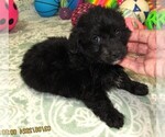 Small #1 Chihuahua-Poodle (Toy) Mix