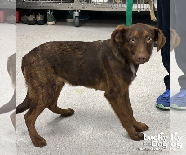 Medium Photo #2 Australian Shepherd-Unknown Mix Puppy For Sale in Washington, DC, USA
