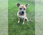 Small #3 Bullboxer Pit