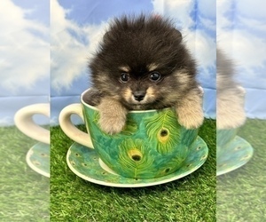 Pomeranian Puppy for Sale in CASSVILLE, Missouri USA