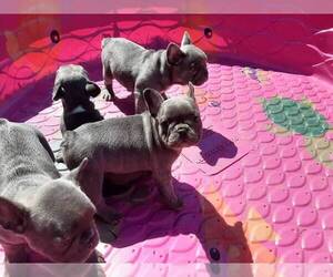 French Bulldog Puppy for sale in HOUSTON, TX, USA
