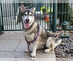 Small #1 Basset Hound-Huskies  Mix