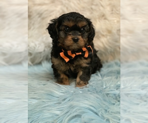 Medium Photo #1 Cavapoo Puppy For Sale in CARTER, IN, USA