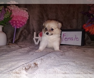 Chiranian Puppy for sale in HAYDEN, AL, USA