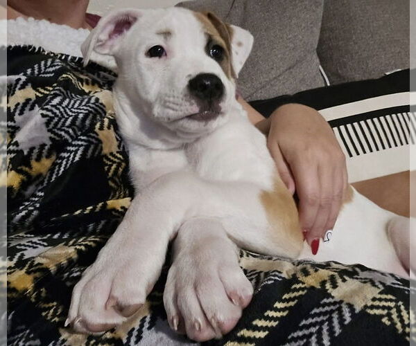 Medium Photo #15 American Pit Bull Terrier-Australian Shepherd Mix Puppy For Sale in OKLAHOMA CITY, OK, USA