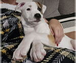 Small #14 American Pit Bull Terrier-Australian Shepherd Mix