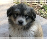 Small Anatolian Shepherd-Great Pyrenees Mix