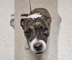 Small American Pit Bull Terrier