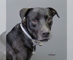 Small #1 Mutt