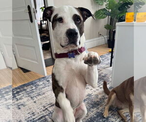 American Pit Bull Terrier Dogs for adoption in Fargo, ND, USA