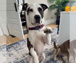 Small American Pit Bull Terrier
