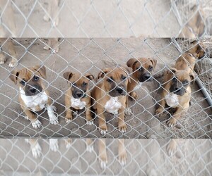 Boxer Puppy for sale in GOLDENDALE, WA, USA
