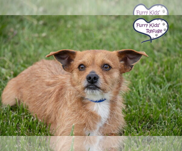 Medium Photo #1 Mutt Puppy For Sale in Lee's Summit, MO, USA