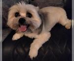 Small #3 Shih Tzu