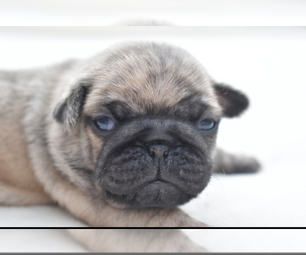 Medium Photo #6 Pug Puppy For Sale in PALM COAST, FL, USA