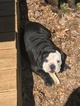 Small Photo #5 English Bulldog Puppy For Sale in BELVEDERE, GA, USA