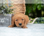 Small #2 Golden Retriever