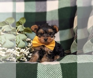 Yorkshire Terrier Puppy for sale in OXFORD, PA, USA