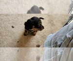 Small Photo #11 Dachshund Puppy For Sale in HARTFORD, MI, USA