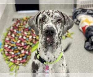 Great Dane Dogs for adoption in Fort Collins, CO, USA