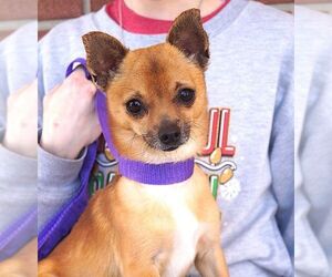 Chihuahua Dog for Adoption in Carrollton, Texas USA
