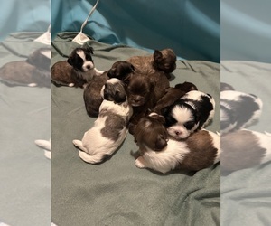 Shih Tzu Puppy for sale in SHELDON, VT, USA