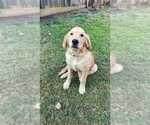 Puppy Willy Golden Retriever