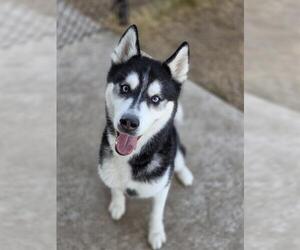 Siberian Husky Dogs for adoption in Temple, TX, USA