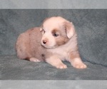 Small Photo #4 Miniature Australian Shepherd Puppy For Sale in WALLA WALLA, WA, USA