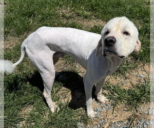 Great Pyrenees-Unknown Mix Dogs for adoption in Thomasville, NC, USA
