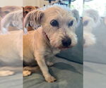 Small #2 Mutt