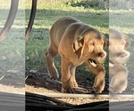 Small #1 Labrador Retriever