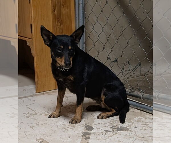 Medium Photo #2 Mutt Puppy For Sale in Des Moines, IA, USA