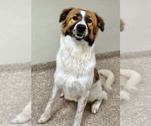 Anatolian Shepherd-Great Pyrenees Mix Dogs for adoption in Great Bend, KS, USA