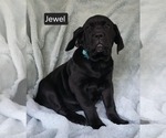 Small #1 Cane Corso
