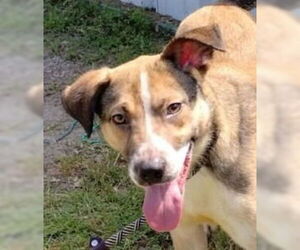 Mutt Dogs for adoption in Canton, CT, USA