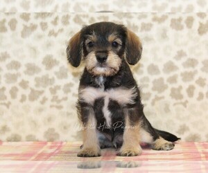 King Schnauzer Puppy for Sale in DENVER, Pennsylvania USA