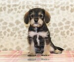 Small Photo #1 King Schnauzer Puppy For Sale in DENVER, PA, USA