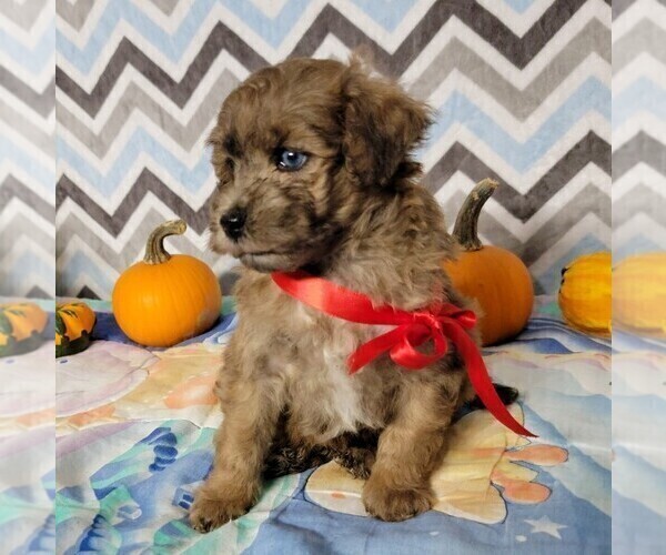 Medium Photo #2 Poodle (Toy) Puppy For Sale in ARTHUR, IL, USA