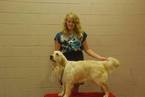 Small Photo #1 Golden Retriever Puppy For Sale in HOME, PA, USA