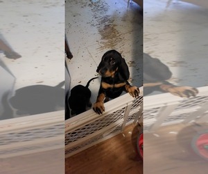 Black and Tan Coonhound Puppy for sale in LIVERPOOL, NY, USA
