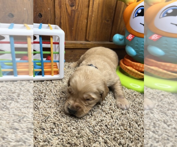 Medium Photo #12 Golden Retriever Puppy For Sale in NEOLA, WV, USA