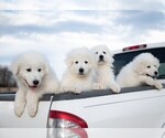 Small Photo #7 Maremma Sheepdog Puppy For Sale in CONWAY, MO, USA