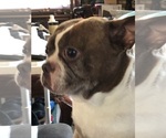 Small Photo #1 Boston Terrier Puppy For Sale in IMPERIAL BCH, CA, USA