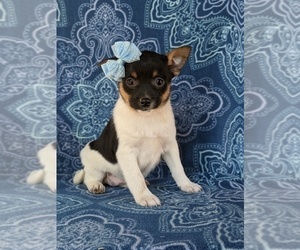 Fox Terrier (Smooth)-Pomeranian Mix Puppy for sale in LEOLA, PA, USA