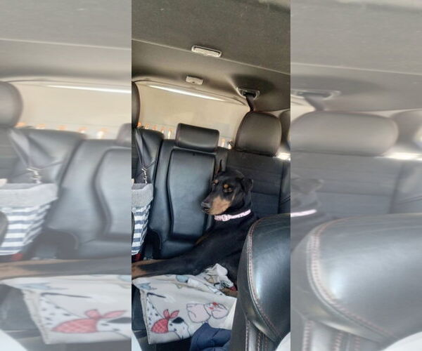 Medium Photo #2 Doberman Pinscher-Unknown Mix Puppy For Sale in New London, WI, USA