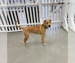 Small #2 Labrador Retriever Mix
