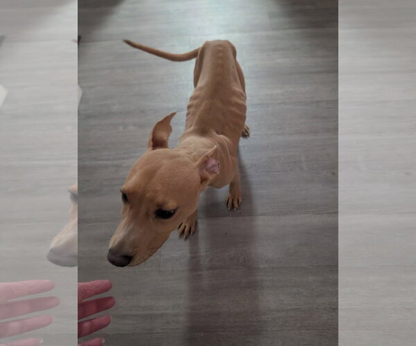 Medium Photo #5 American Pit Bull Terrier-Unknown Mix Puppy For Sale in Queen Creek, AZ, USA