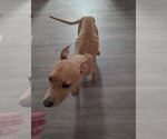 Small #4 American Pit Bull Terrier Mix