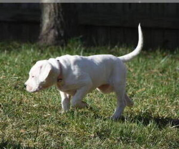 Medium Photo #6 Dogo Argentino Puppy For Sale in STAFFORD, VA, USA
